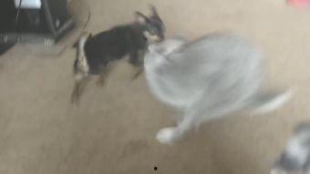 网红视频吃瓜狗,吃瓜狗背后的惊人真相