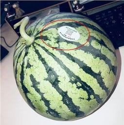 广州网红吃瓜,揭秘城市美食圈的热辣故事